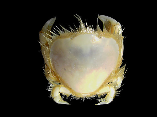 Thumbnail crab